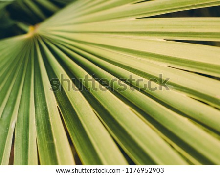Texture of Green palm Leaf, Livistona Rotundifolia palm tree, retro filr
