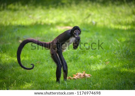 Geoffroy's Spider Monkey eating. This primate is also referred to as black-handed spider monkey or Ateles geoffroyi. Royalty-Free Stock Photo #1176974698