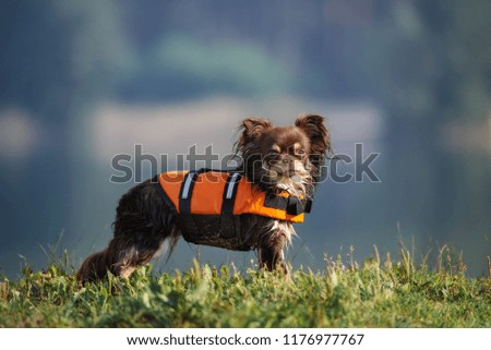 beautiful chihuahua dog posing in a life jacket by the lake