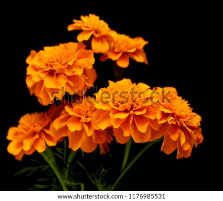 Tagetes of flowers isolated on black background