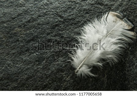 Natural turkey white feathers set for craft, turkey Feathers, Real Bird Feathers, Feathers For Crafts