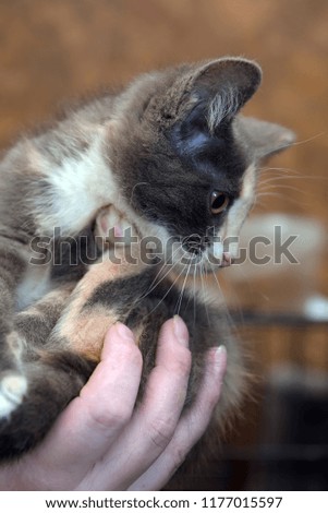 cute three-colored kitten in hands