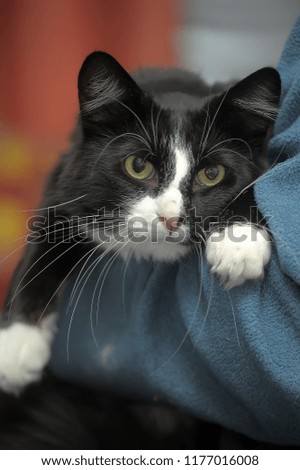 black with white cat on hands