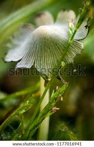 Beautiful close up image of single mushroom in grass with thin lined cap splitting around edges. Small grey mushroom in the grass with blurry green background.  Wild mushroom in morning light.  
