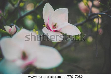 Soft image of closeup pink magnolia. Concept of flower pictures.