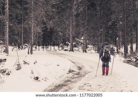 A lonely traveler walks through a winter snow-covered coniferous forest, retro style photo