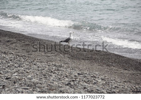 White gull on the stone sea shore