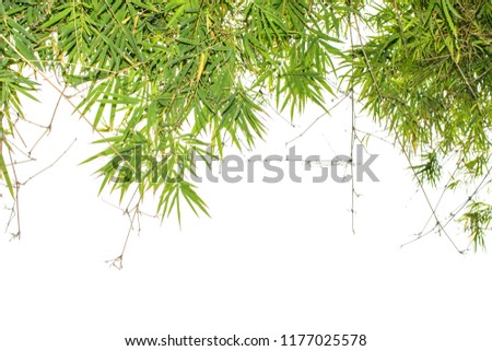 Close up of Bamboo forest, green leaves with natural light for banner or website design. Macro shot from under the bamboo tree. Landscape view of green leaf of bamboo leaf isolated on white background