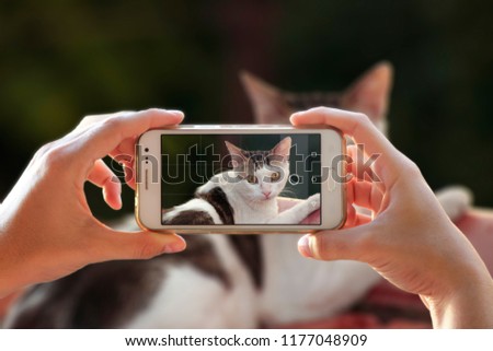 A person photographing her cat with a cell phone. Woman taking a photo with the camera of a smartphone. 