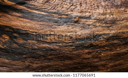 old tree texture, background