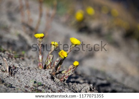 The plant is Tussilago farfara in the sand