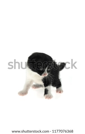   scottish fold kitten. black and white kitten isolated on white background