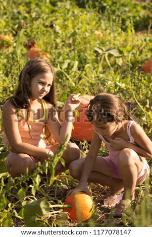 Two girls choosing a pumpkin on Halloween on the field