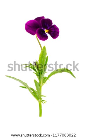 Viola tricolor var. hortensis on white background. Studio Photo
