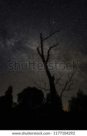 Gloomy tree against the starry sky at night