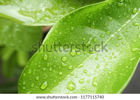 Beautiful green leaf texture with drops of water in raining day.Top view Creative raindrop on tropical leaves layout.Banner free space for text.Nature spring,Background texture concept.