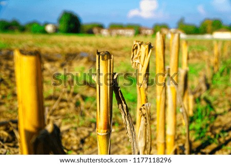 Corn field after harvest and cutting
