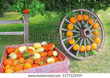 Wooden wheel with pumpkins as decorations laying by tree, box with various pumpkins and squashes, part of wooden fence with orange decor pumpkin. Fall / autumm is coming.