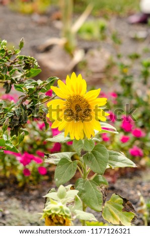 natural poster.  yellow sunflower. closeup