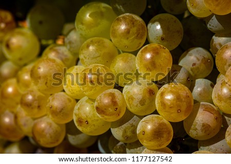 Tokaji vineyard. Close up picture of white grapes. 