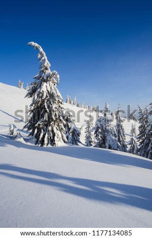 Winter mountain scenery pictures. Fir trees in the snow. A sunny day with a blue sky. Christmas view after snowfall
