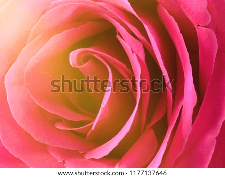 Pink rose bud close-up. Rose petals.
