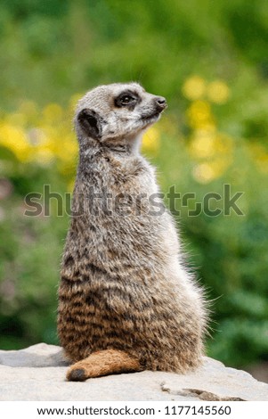 Single meerkat (suricata suricatta) a carnivore of the mongoose family sitting alert and watching for danger