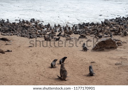 Colony of seals at coast near sea water