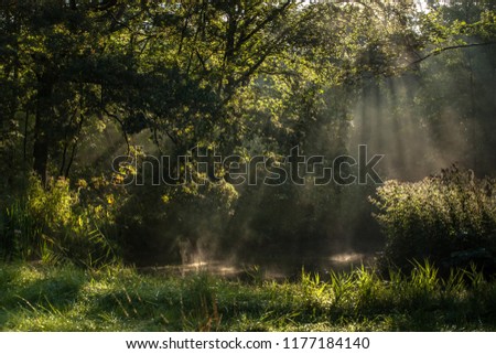 Scenes in 'Waterloopbos' near Marknesse in Holland with atmospheric natural landscape during an early autumn morning in September