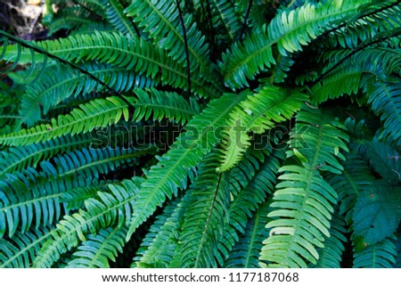 Blechnum spicant - a species of fern, hard-fern or deer fern in the forest. Green leaves of fern. Royalty-Free Stock Photo #1177187068