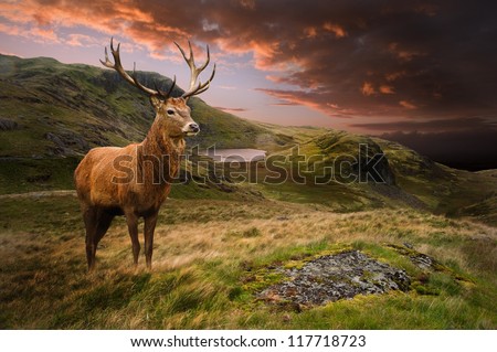 Dramatic sunset with beautiful sky over mountain range giving a strong moody landscape and red deer stag looking strong and proud Royalty-Free Stock Photo #117718723