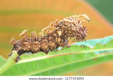 Caterpillar beautiful nature