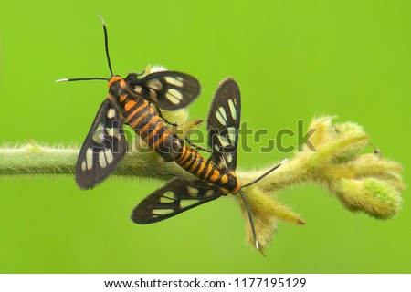 tiger moth beautiful