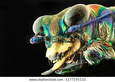 tiger beetle beautiful