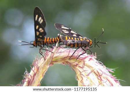 tiger moth beautiful