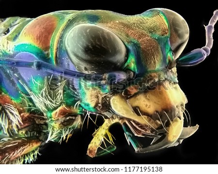 tiger beetle beautiful