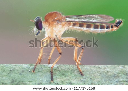 robberfly asilidae beautiful nature