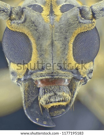 longhorn beetle beautiful nature