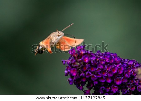 Summer poetic photo. Hummingbird hawk-moth floats around flowering summer lilac (butterfly bush) and sucks a nectar. Macroglossum stellatarum, Buddleia davidii.