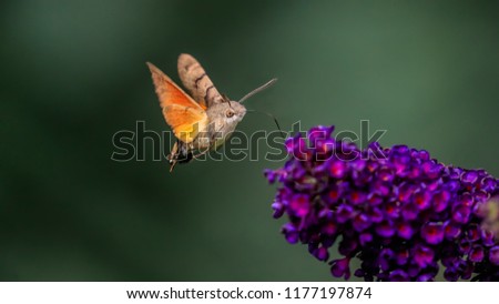 Summer poetic photo. Hummingbird hawk-moth floats around flowering summer lilac (butterfly bush) and sucks a nectar. Macroglossum stellatarum, Buddleia davidii. Royalty-Free Stock Photo #1177197874