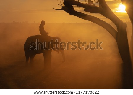 Silhouette of elephant at sunrise background, surin thailand.