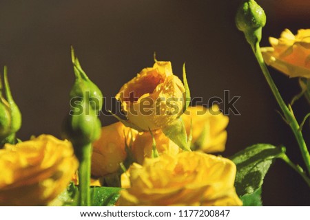 yellow roses with green petals with water droplets