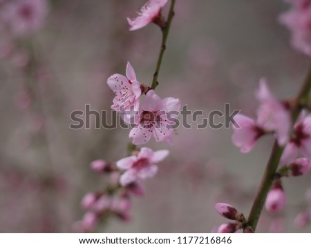 roseler and flowers 