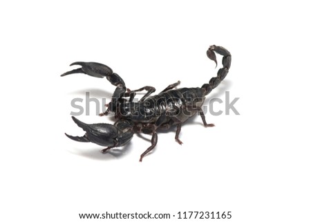 Scorpion on white background.