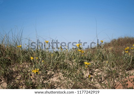 A nice view of yellos flowers and grass in sand dunes at the beach.