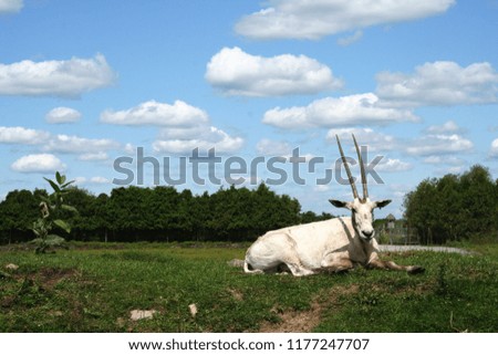 White cow antelope laying grass path summer sky clouds