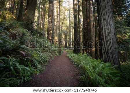 REDWOOD FOREST, CALIFORNIA/USA - DECEMBER 3, 2017: Hiking trail of the Redwood Forest.