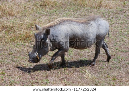 Photo wild boar - warthog in the valley of the Ngorongoro crater