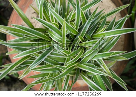 Top view of the Chlorophytum Comosum, it also known as spider plant.