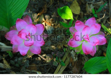 Top view, Pink Siam Tulip flower are blooming in natural wild background.